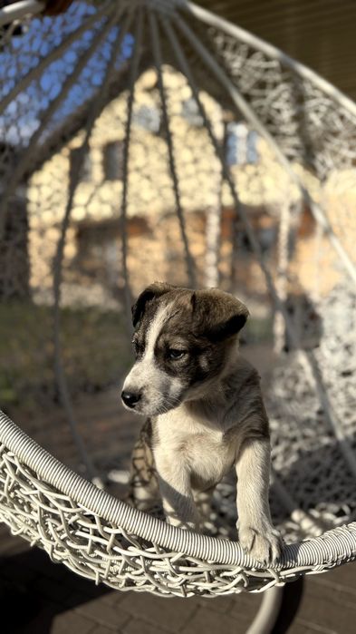 Щенята, собака, пес, німецька вівчарка  хаскі друг  домашній улюбленець