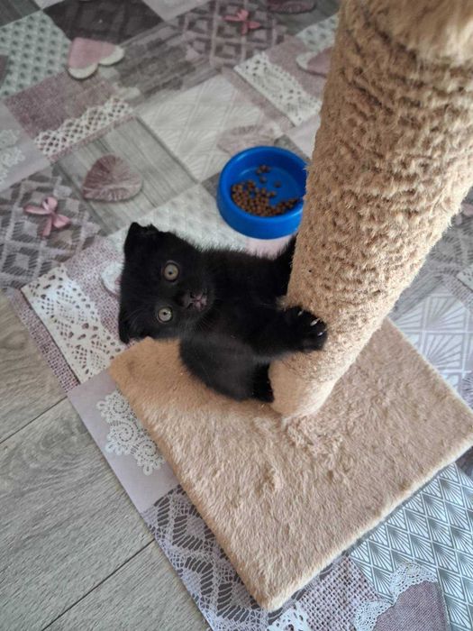 Віддам грайливих кошеняток в дбайливі люблячі руки