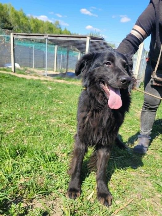 Piękny MANGO w typie flat coated retrievera szuka domu !! Do adopcji !!