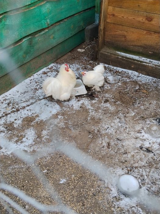 Kochiny miniaturka parka