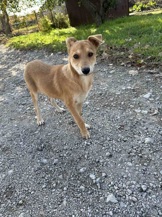 Щенок в дом бесплатно. Пёс. Собака. Щенки.