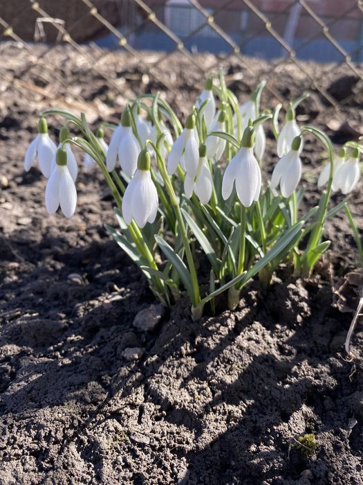 Крокуси , квіти фіолетові, помаранчеві , жовті