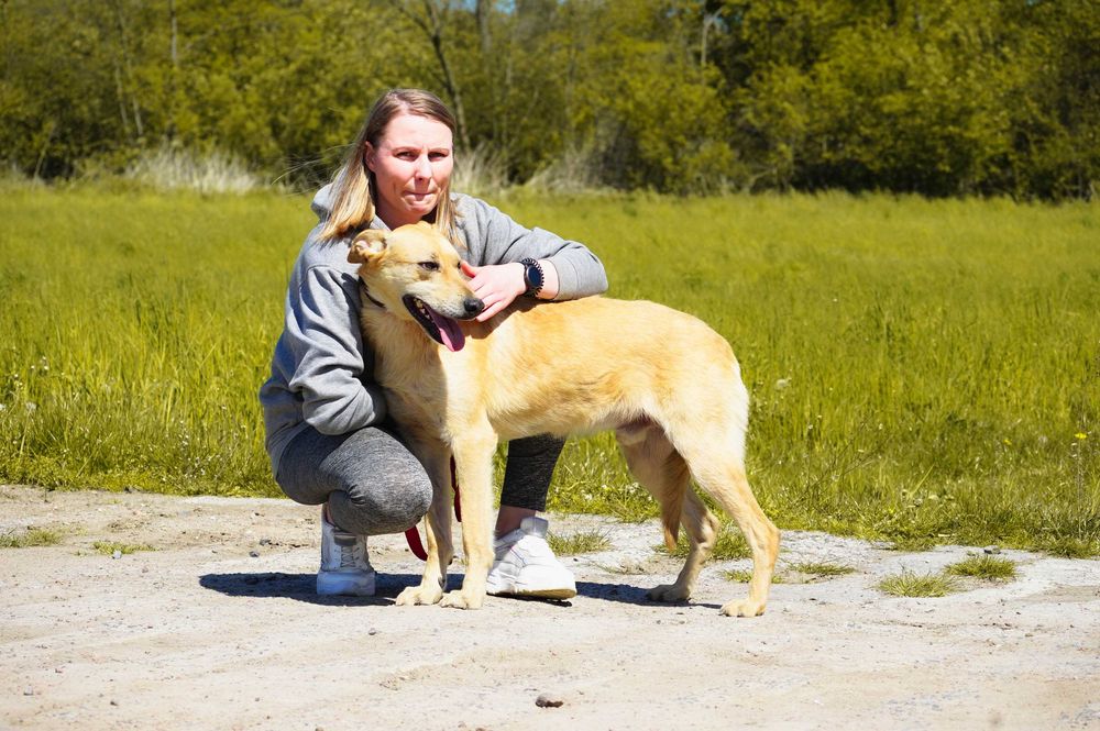 Baflo - piękny, biszkoptowy pies szuka domu