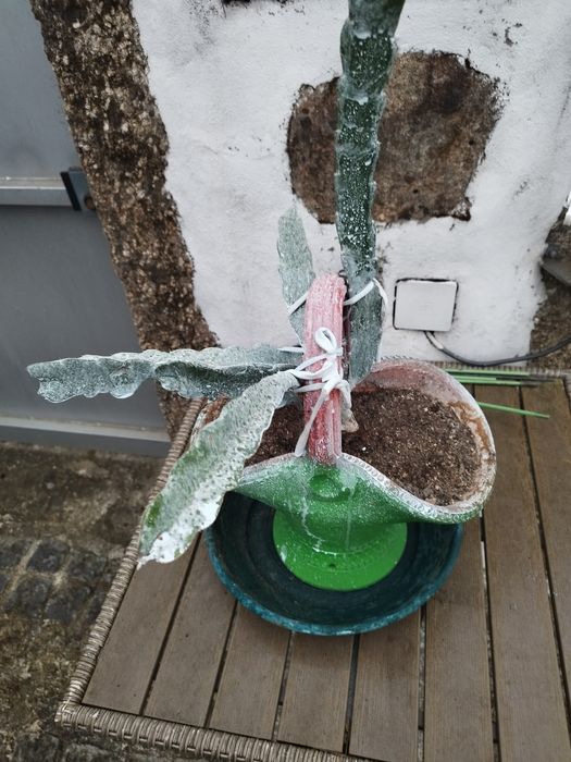 Pitaya em vaso em formato de bonsai