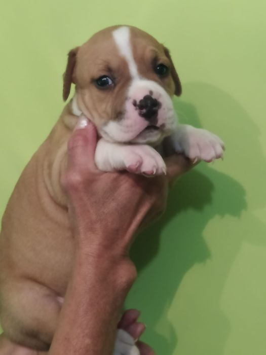 Amstaff suczka Rodowód ZKWP/ FCI Zapraszamy do rezerwacji