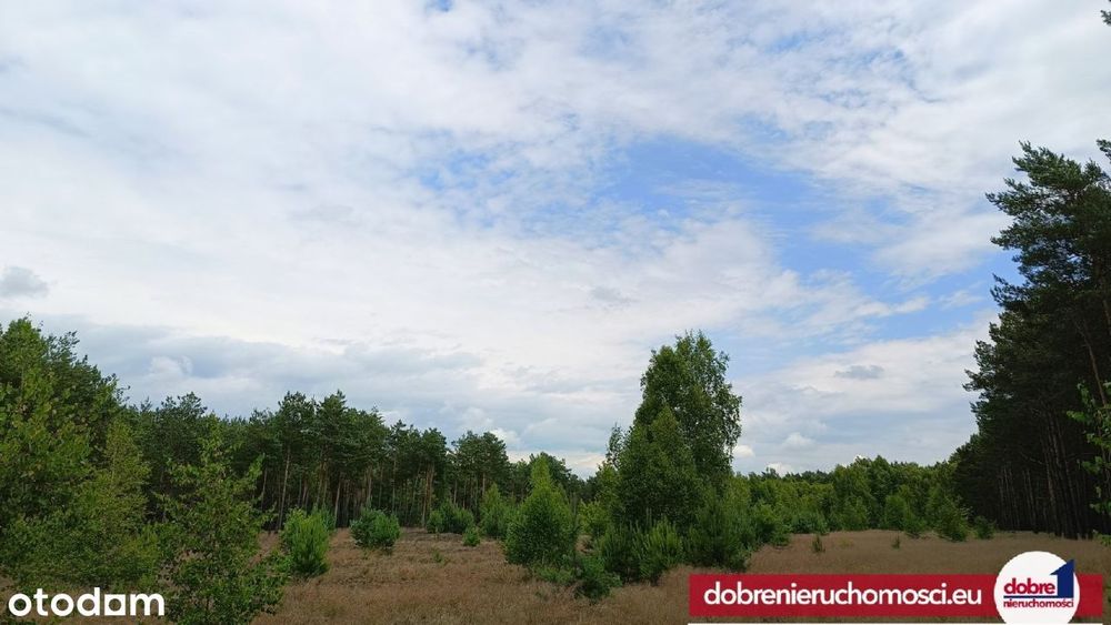 Działki budowlane w sercu natury – Januszkowo - Widok 4