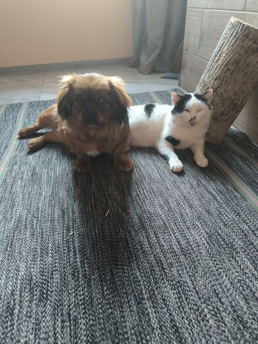 Продам девочку чистокровную Пикинеса