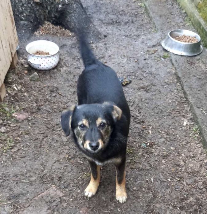 Дівчинка шукає дім! 4,5-5 місяців