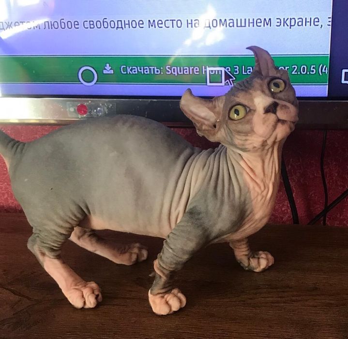 Dwelf девочка беби фейс