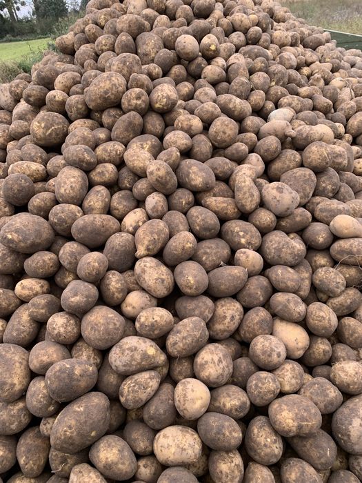 Ziemniaki Soraya, Lili 35-50