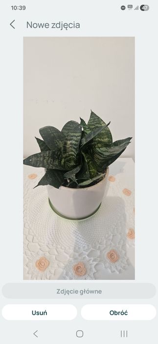 Sansewieria zeylanica