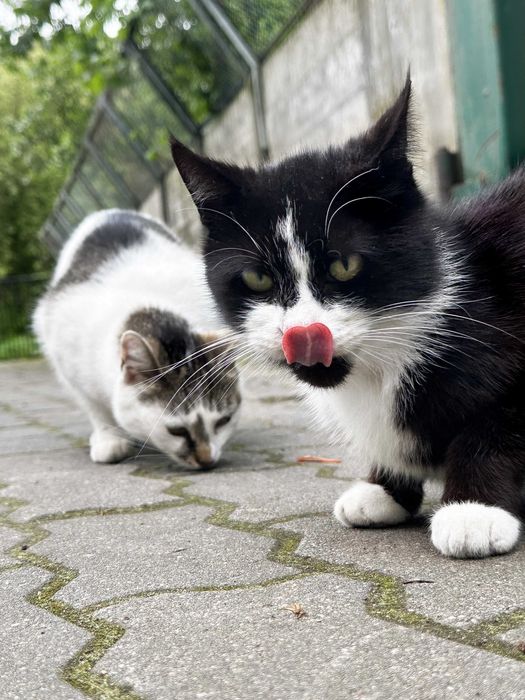 Kruszon, puchaty kocurek