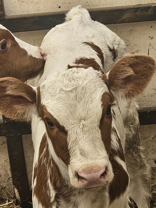 Jalowki mięsne dwie sztuki