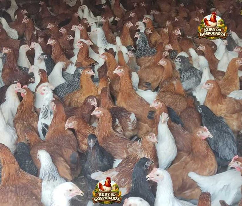 Kury Nioski Lohmann Brown Sandy Rosa Leghorn Dominant Greenshell