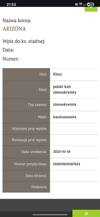 Źrebica zimnkorwista 2 latka