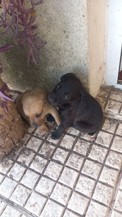 Só já restam estas 2 lindas cachorrinhas