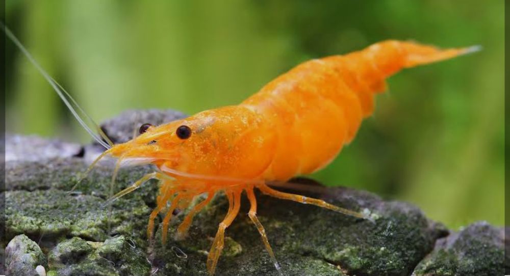 Neocaridina orange sakura