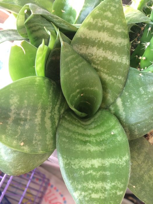 Сансевиерия