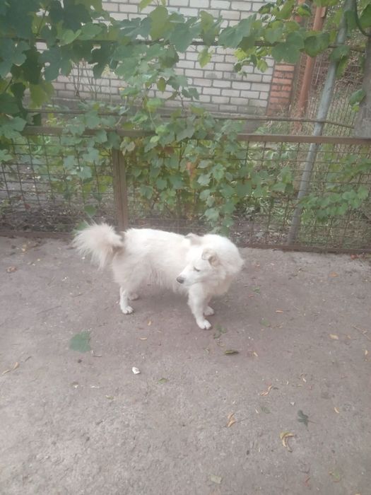 Віддам собаку в добрі руки