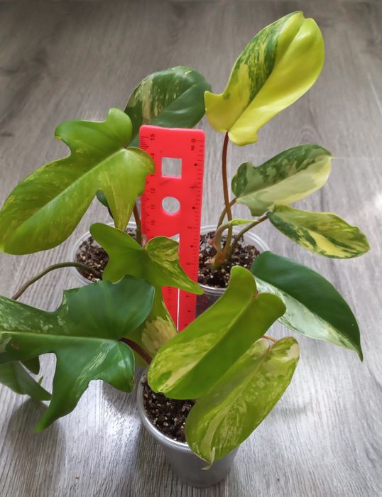 Филодендрон Меджик маск