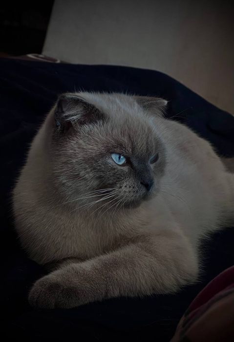 Вязка. Шотландський висловухий кіт ( Blue  Point)