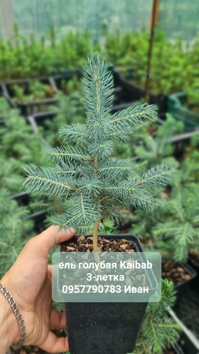 Ель Голубая кейбаб