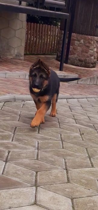 Німецька вівчарка.