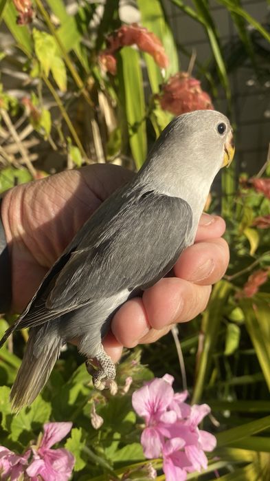 Agapornis domesticado