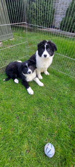 Border collie szczeniak warto zobaczyć!
