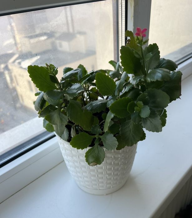 Каланхое Блоссфельда (Kalanchoe blossfeldiana)