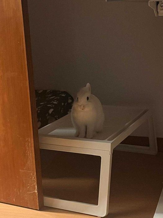 Coelho Miniatura para Adoção