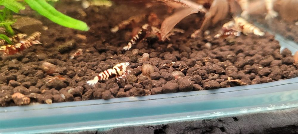 Krewetki galaxy tiger