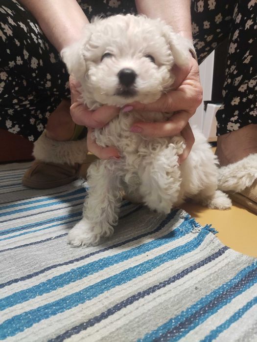 Śliczny bishon frise