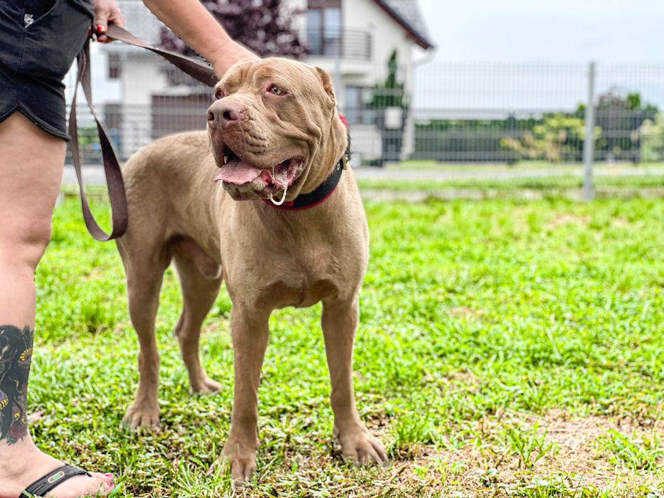 American Bandog - pies