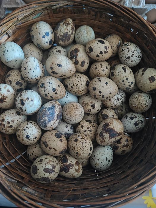 Ovos caseiros para consumo e criação