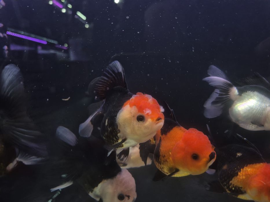 Welonka tricolor/ ranchu/ Rosetail oranda gradacja AAA