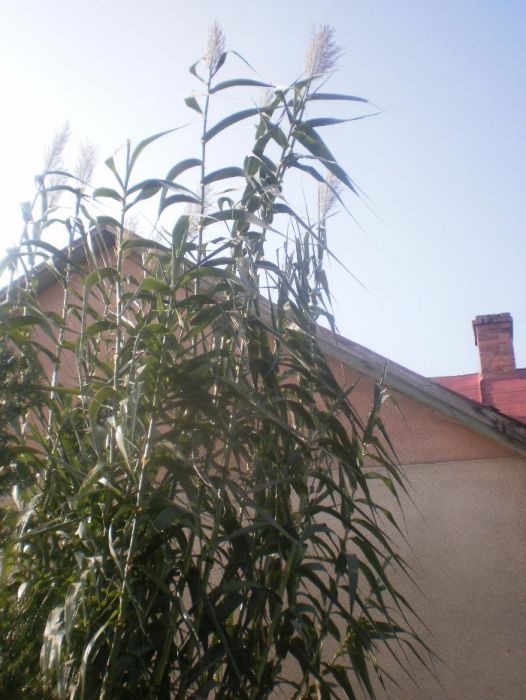 Арундо (гігант), бамбук, пампасна та тигрова трава