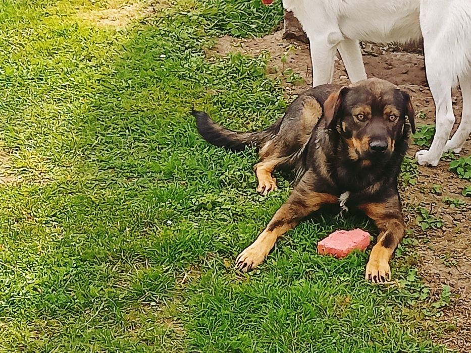 Pies, piesek za darmo