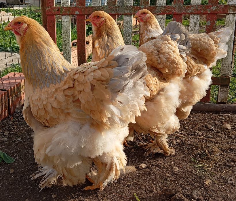 Aves Ornamentais Brahmas várias mutações