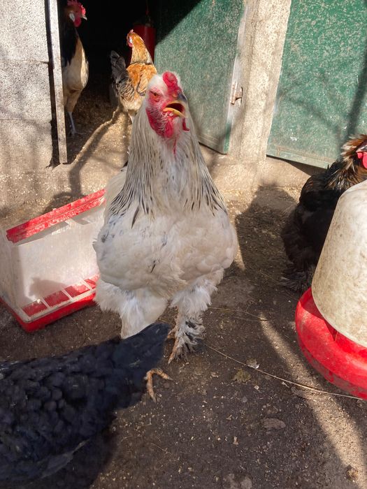 Galos várias raças