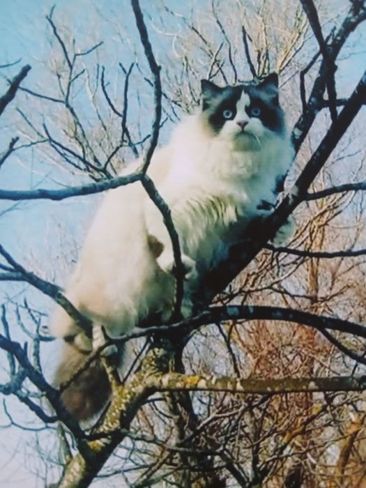 Котята Регдолл шукають родину