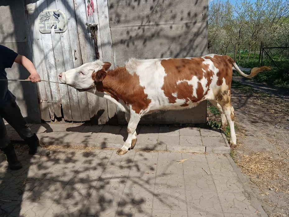 Продам бігану телицю.