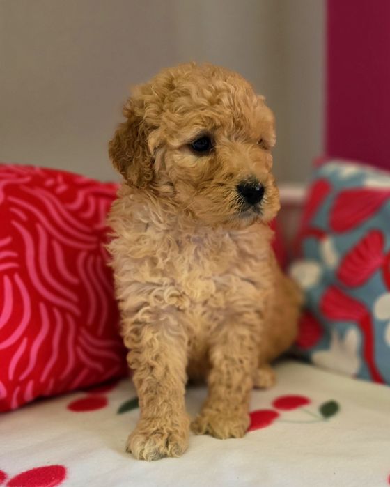 Suczka goldendoodle
