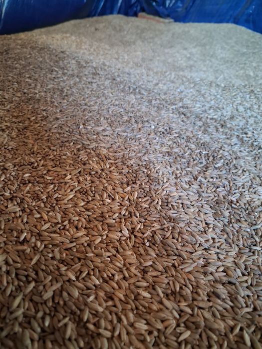 Sprzedam żyto ok. 3t