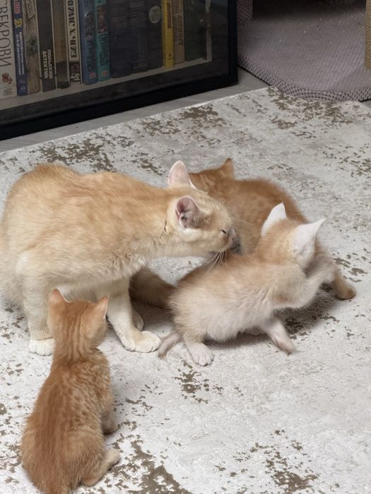 Кошенята безкоштовно