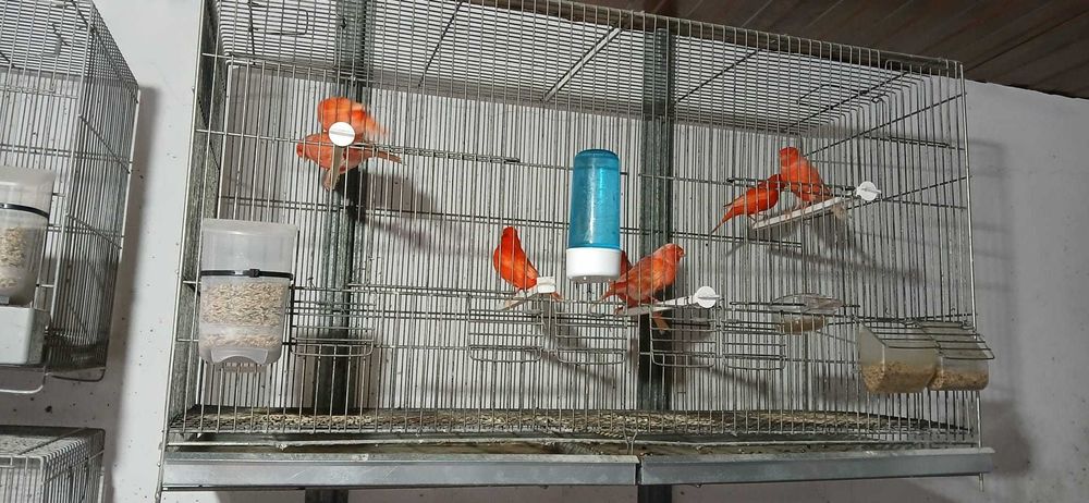 Canários Vermelhos Intensos e Nevados