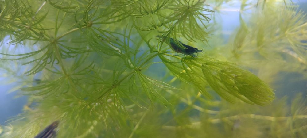Neocaridina Blue Velvet