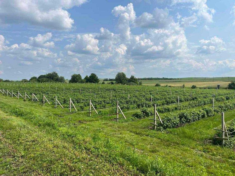 Продаж земельної ділянки з садівництвом м. Жовква с. Блищиводи