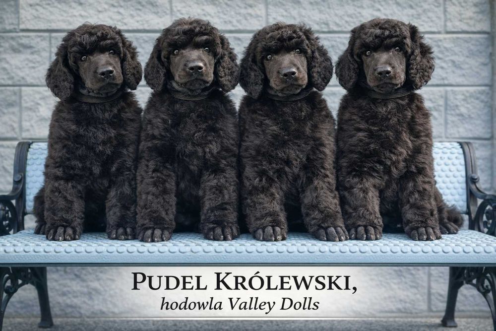 Pudel Królewski  Standard