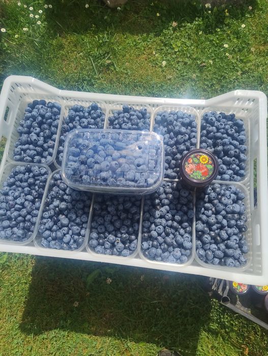 Варення з лохини